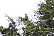 3rd Oct 2021 - Red-Tail in the tree
