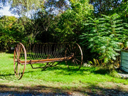 7th Oct 2021 - Another rusting piece of farm equipment being used as an lawn ornament
