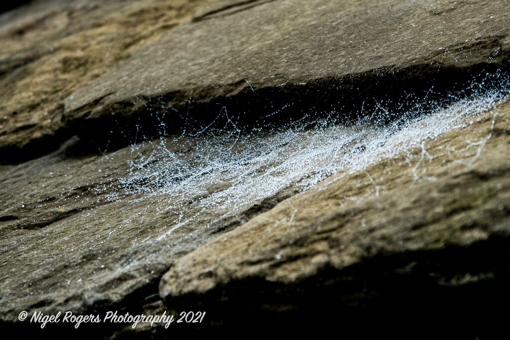 dewy cobwebs by nigelrogers
