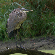 8th Oct 2021 - great blue heron 