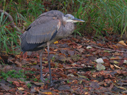 8th Oct 2021 - great blue heron on the shore