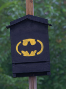 8th Oct 2021 - Batman bat house
