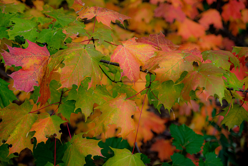 Maple Leaves by tosee