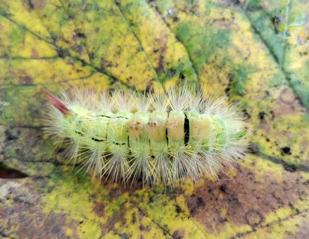 Pale Tussock moth caterpillar by roachling
