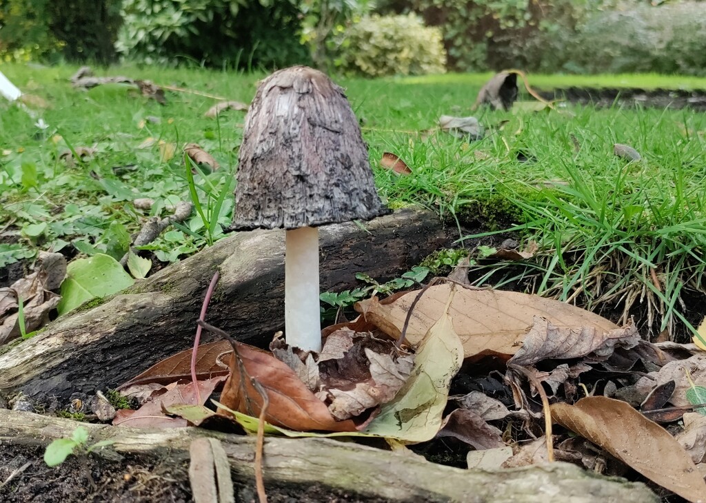 shaggy ink cap by roachling