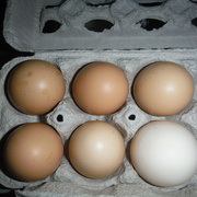 8th Oct 2021 - Egg Day