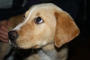 3rd Jan 2011 - Puppy