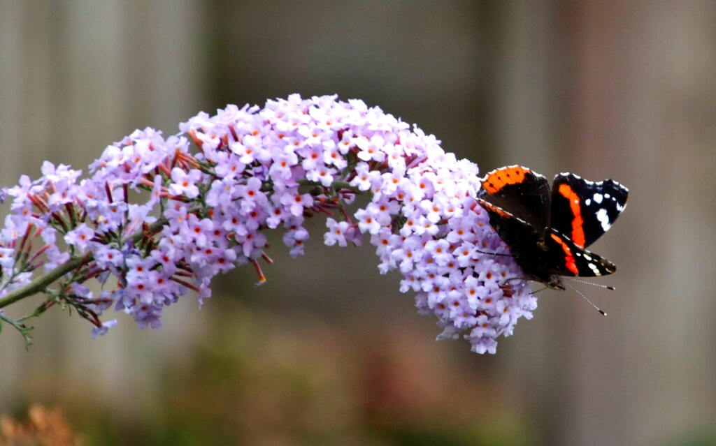 Butterfly Bush. by gaf005