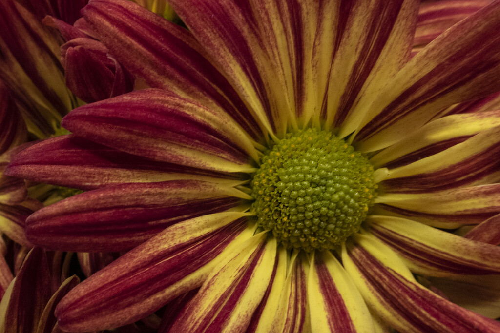 Grocer's Daisy by timerskine
