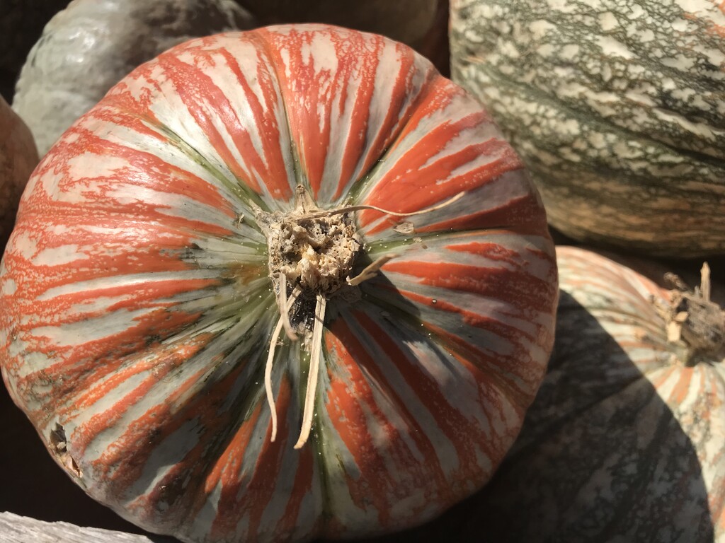 Painterly Pumpkin  by gratitudeyear