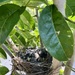 Same nest, new chicks by sugarmuser