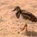 Least Sandpiper! by rickster549