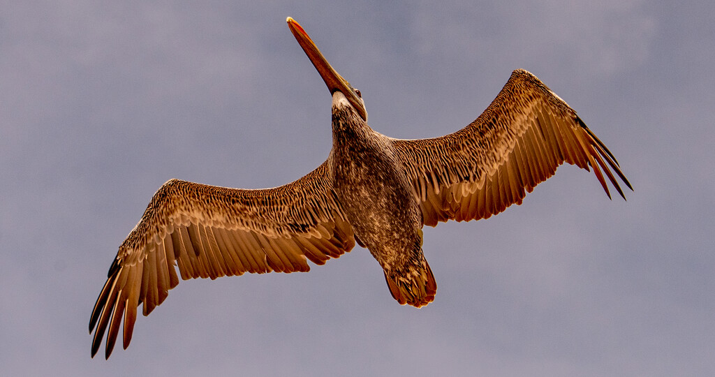 Pelican Fly-Over! by rickster549