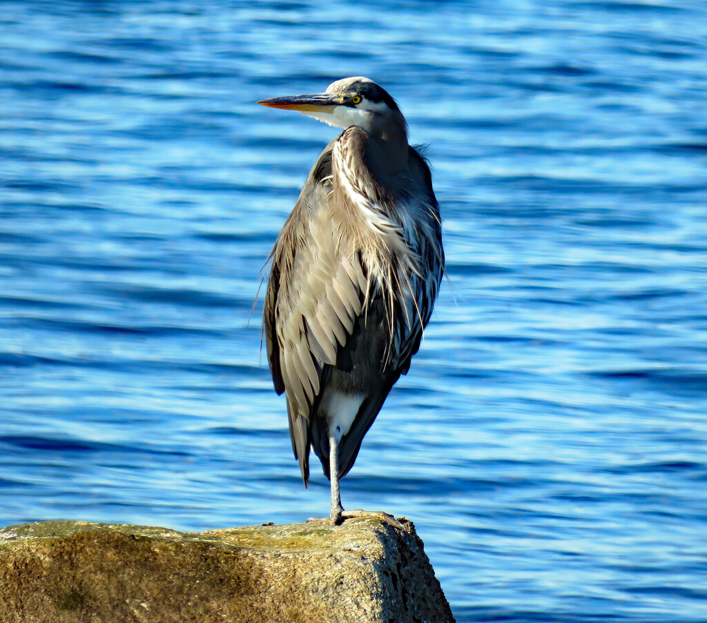 Great Blue Heron by kathyo