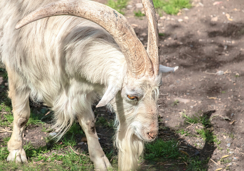 Fairview's Billy Goat by ludwigsdiana