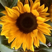 8th Oct 2021 - Sunflower