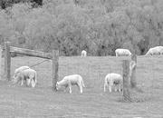 9th Oct 2021 - Lambs finding their feet..