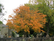 9th Oct 2021 - Golden leaves on the Sycamore.