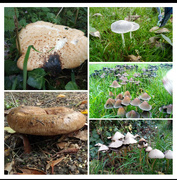 9th Oct 2021 - Autumn.  Fungi