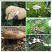 Autumn.  Fungi by 365projectorgjoworboys
