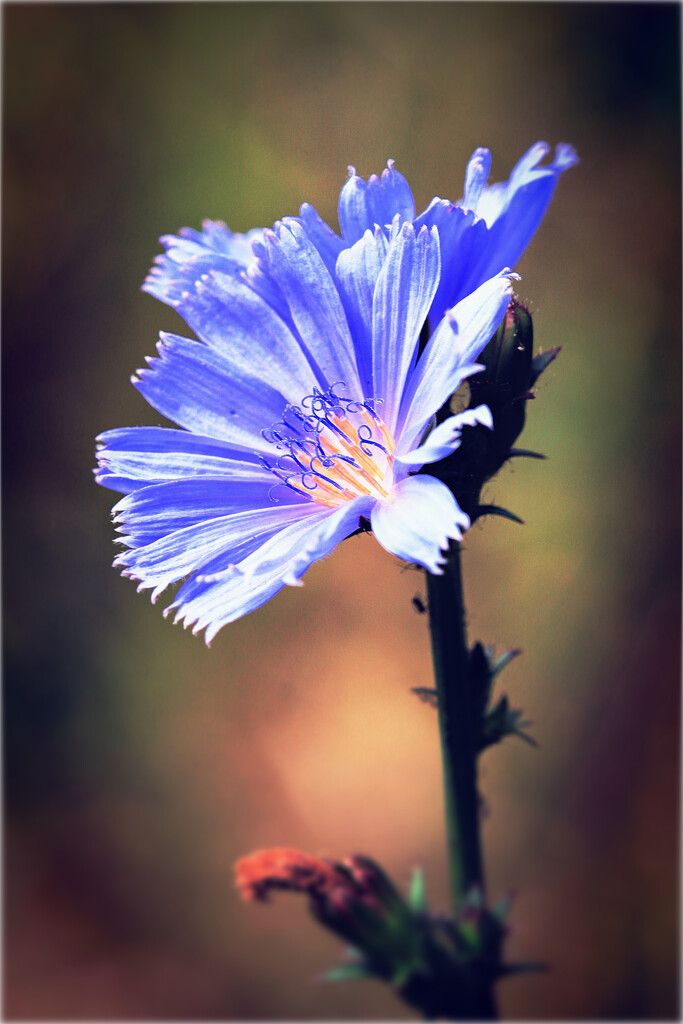 Cornflower Blue by juliedduncan