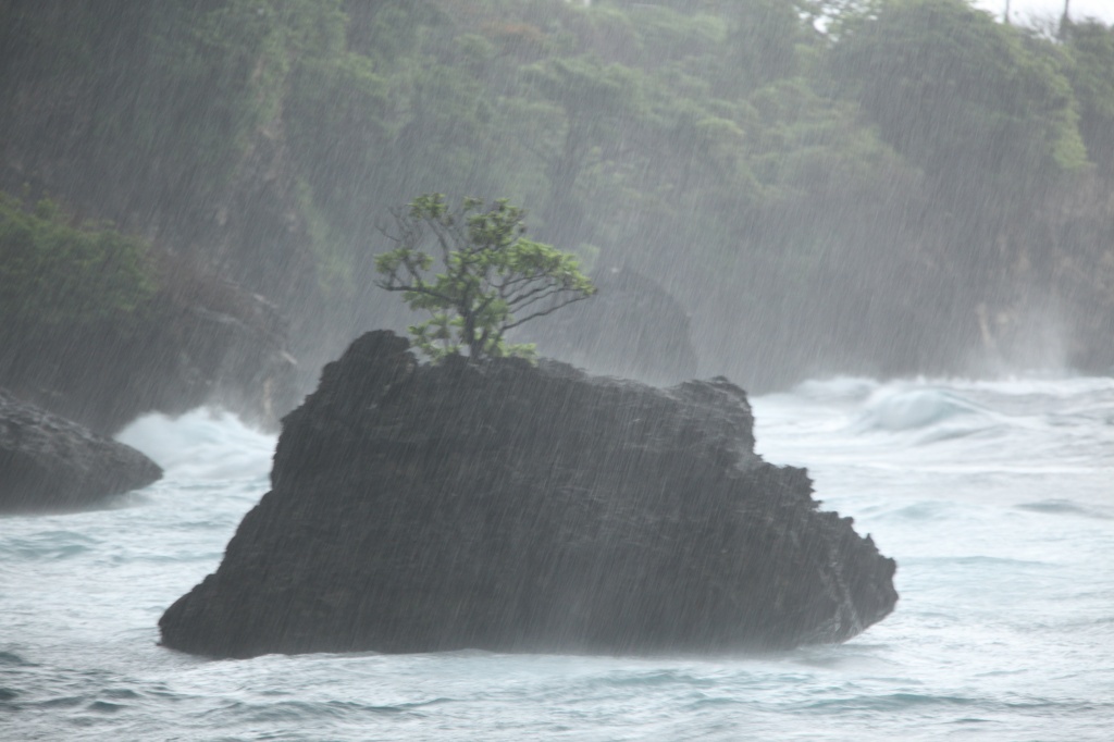 bommie in the rain, FlyingFish Cove, Christmas Island by lbmcshutter