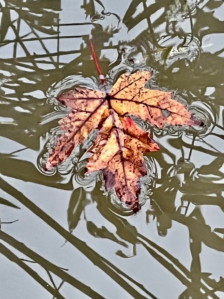 leaf in the river by amyk
