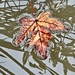 leaf in the river by amyk