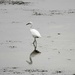 Egret by sandlily