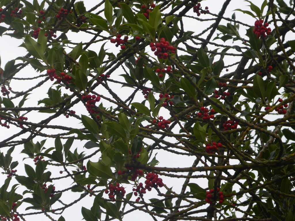 Holly  berries already, but will they still be there for Christmas?r by snowy