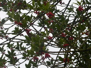 7th Oct 2021 - Holly  berries already, but will they still be there for Christmas?r