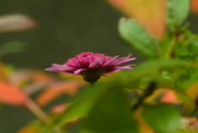 9th Oct 2021 - pink flower.......