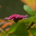 pink flower....... by ziggy77