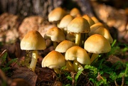 9th Oct 2021 - Mushrooms in the park
