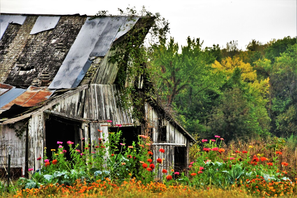 A Barn and Flowers by kareenking