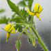 Tomato Flowers by pcoulson