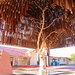 Tree of Knowledge - Barcaldine by terryliv
