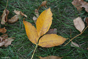 9th Oct 2021 - Fall leaves are falling