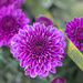 First Chrysanthemums... by thewatersphotos