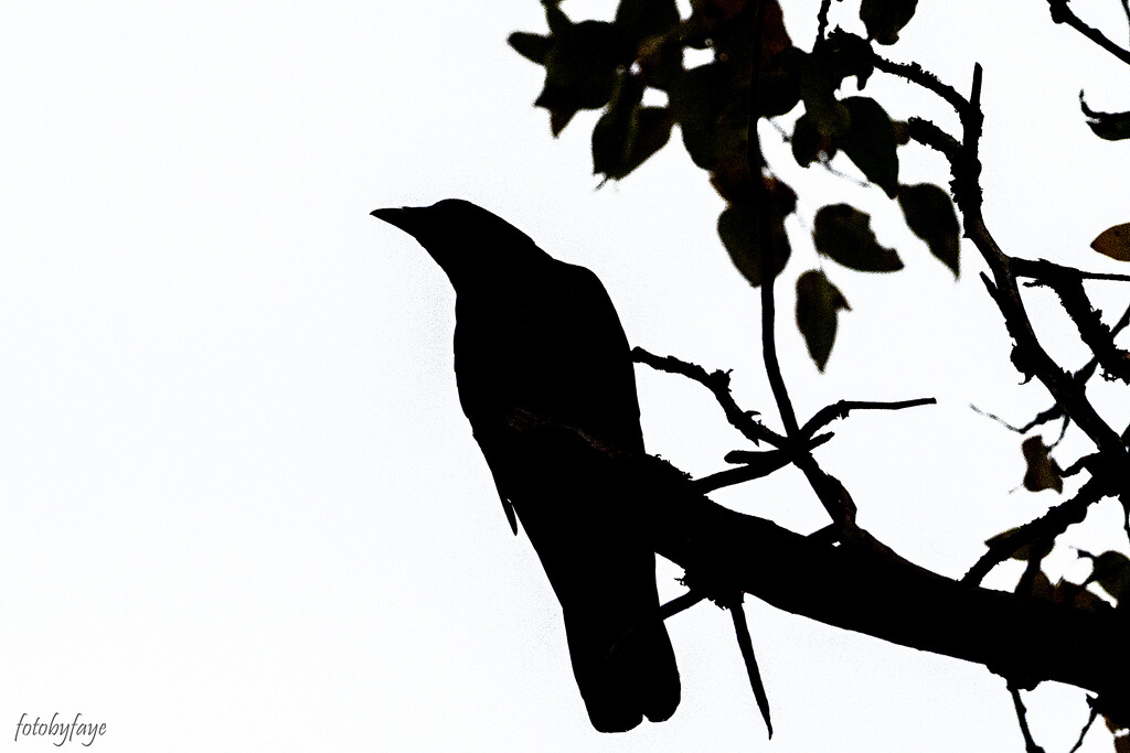 The Crow by fayefaye