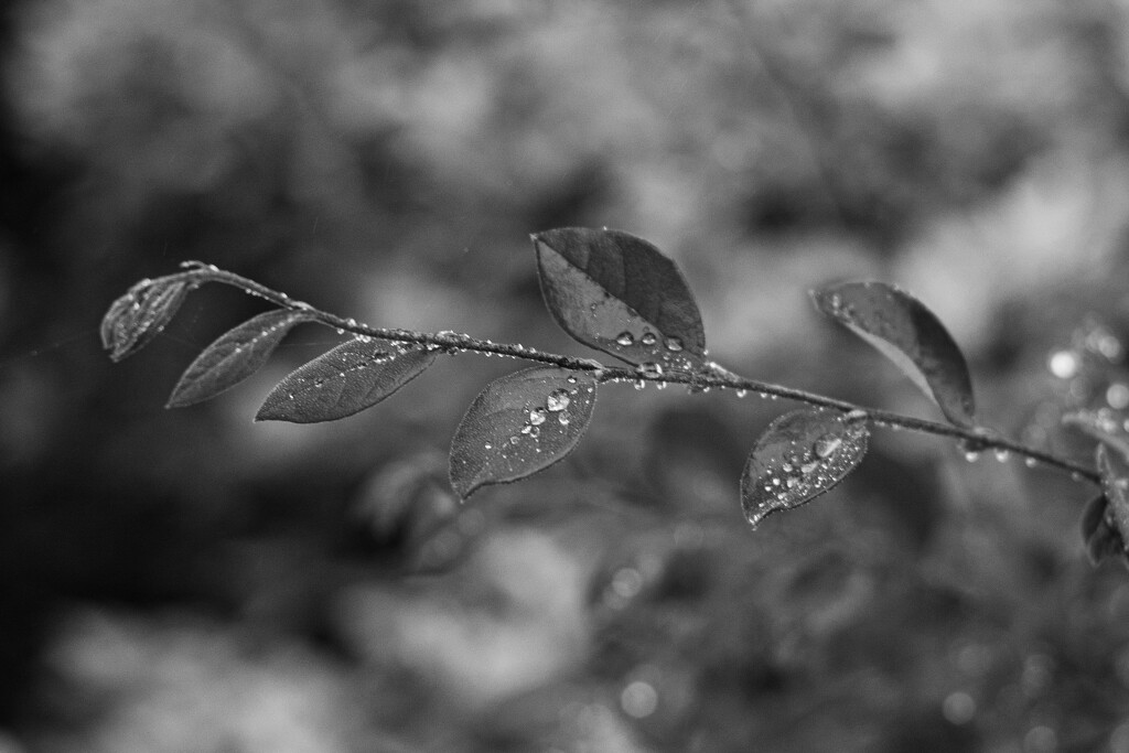 Leaves in the rain... by thewatersphotos