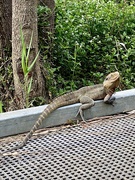 10th Oct 2021 - Water Dragon