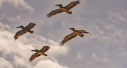 9th Oct 2021 - Pelicans Flying Down the Beach!