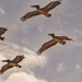 Pelicans Flying Down the Beach! by rickster549