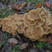 Pack of Mushrooms by sfeldphotos