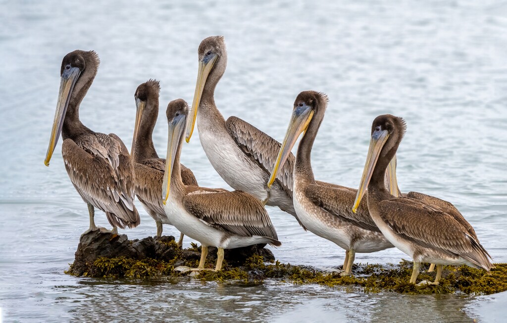 Pelicans-juveniles  by nicoleweg