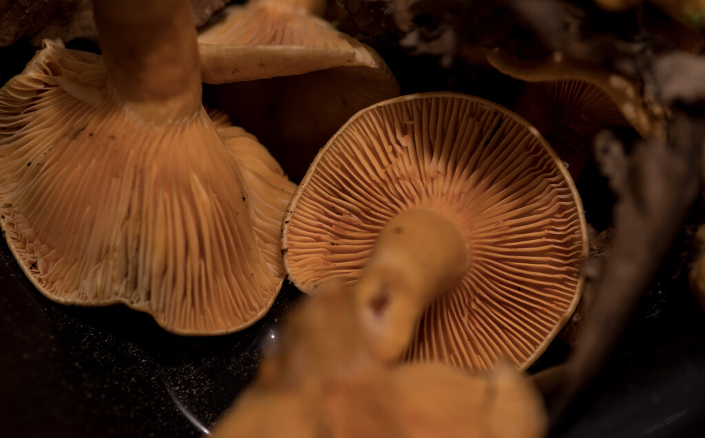 Chanterelle mushrooms by dawnbjohnson2