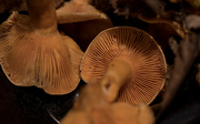 19th Sep 2021 - Chanterelle mushrooms