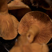 Chanterelle mushrooms by dawnbjohnson2