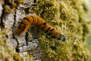 9th Oct 2021 - A fuzzy orange caterpillar
